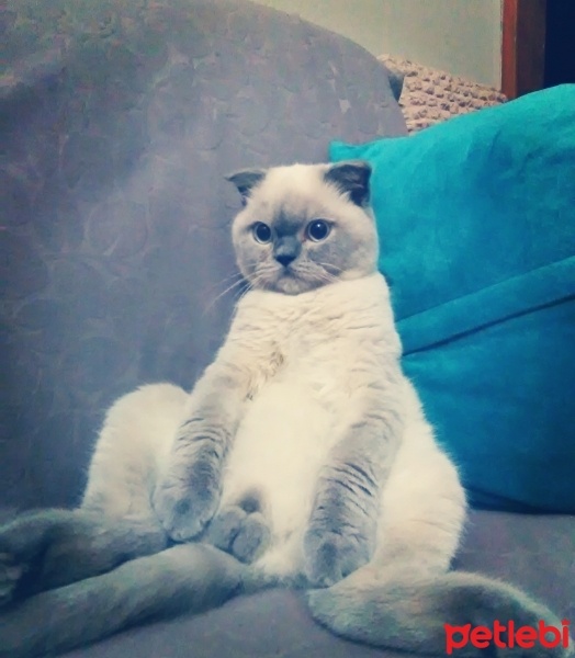 Scottish Fold, Kedi  Putin fotoğrafı