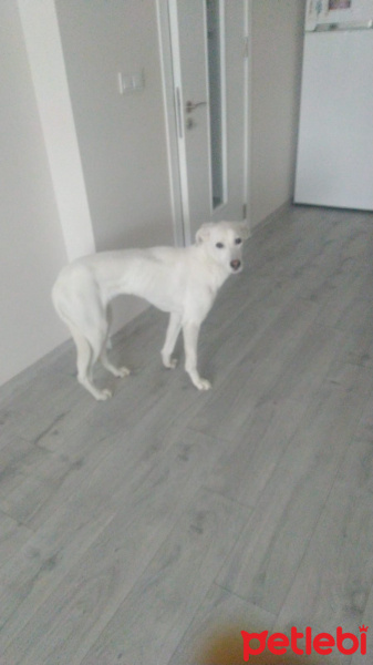 Sokö (Sokak Köpeği), Köpek  Sakız fotoğrafı