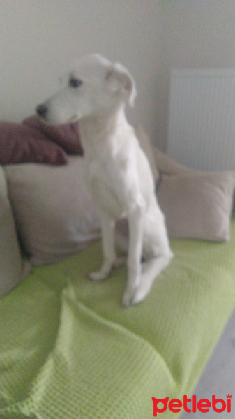 Sokö (Sokak Köpeği), Köpek  Sakız fotoğrafı