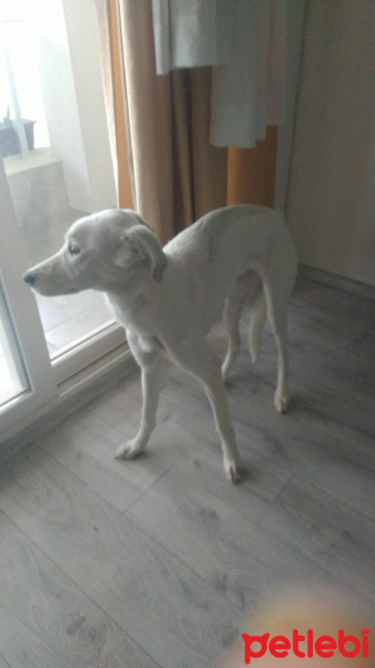 Sokö (Sokak Köpeği), Köpek  Sakız fotoğrafı