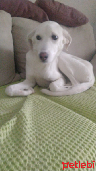 Sokö (Sokak Köpeği), Köpek  Sakız fotoğrafı