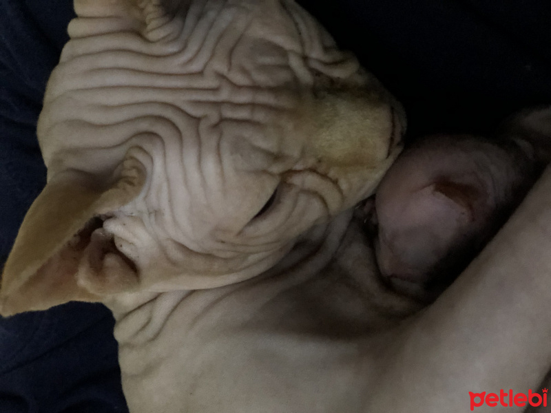 Sphynx, Kedi  Tarçın fotoğrafı