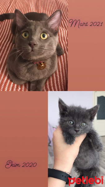 Tekir Kedi, Kedi  Leo fotoğrafı