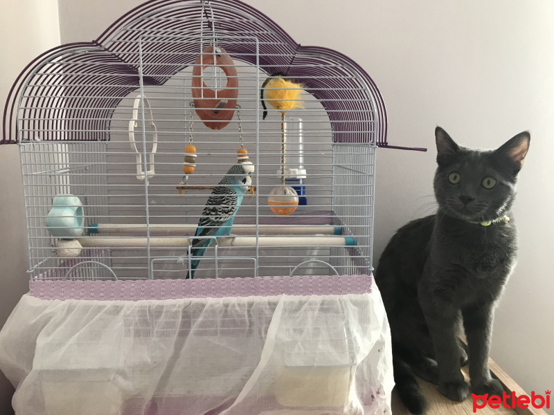 Tekir Kedi, Kedi  Leo fotoğrafı