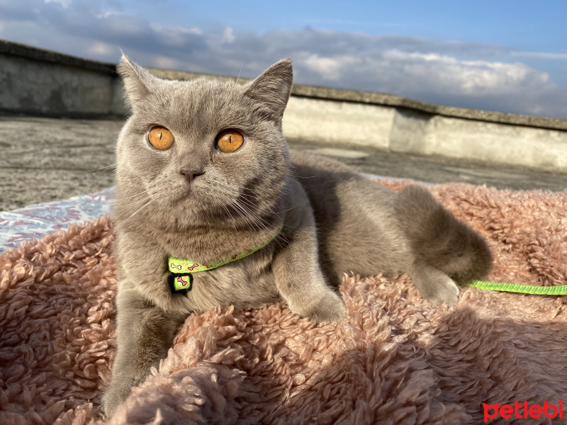 British Shorthair, Kedi  Latte fotoğrafı