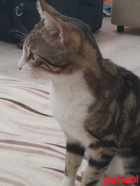 Tekir Kedi, Kedi  saldıray fotoğrafı