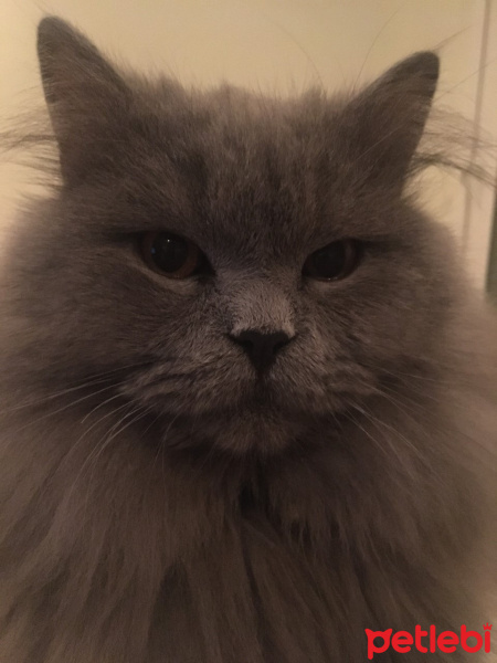 British Shorthair, Kedi  Leo fotoğrafı