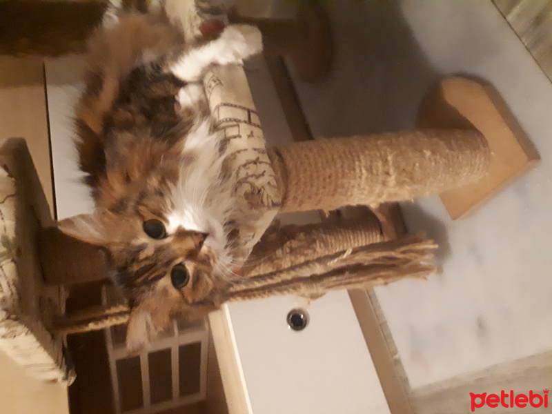 Norwegian Forest, Kedi  Prenses fotoğrafı