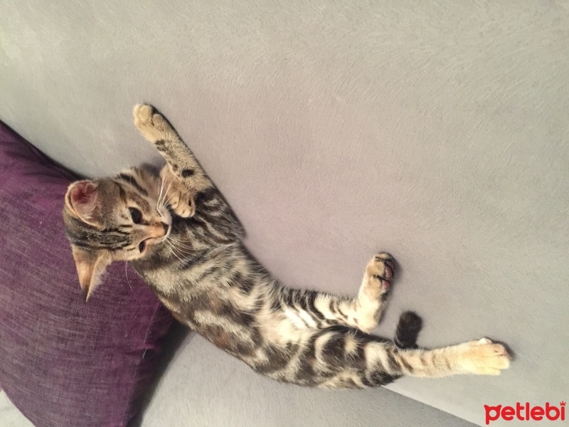 Tekir Kedi, Kedi  Yaramaz  fotoğrafı