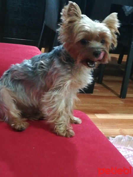Yorkshire Terrier, Köpek  Ares fotoğrafı