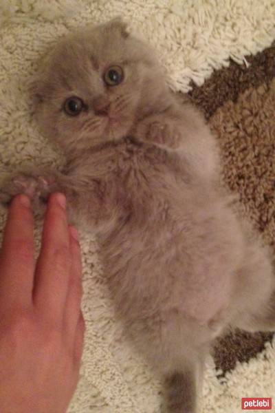 Scottish Fold, Kedi  niko fotoğrafı