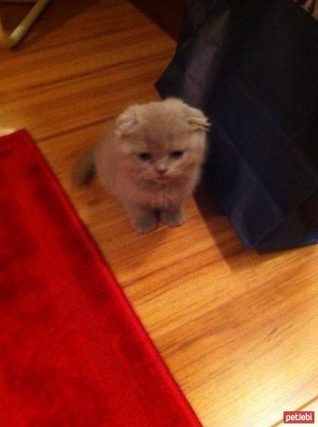 Scottish Fold, Kedi  niko fotoğrafı