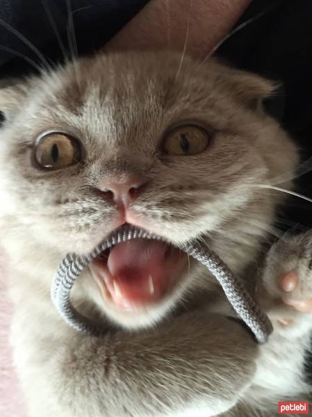 Scottish Fold, Kedi  niko fotoğrafı