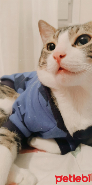 Tekir Kedi, Kedi  Çakıl fotoğrafı