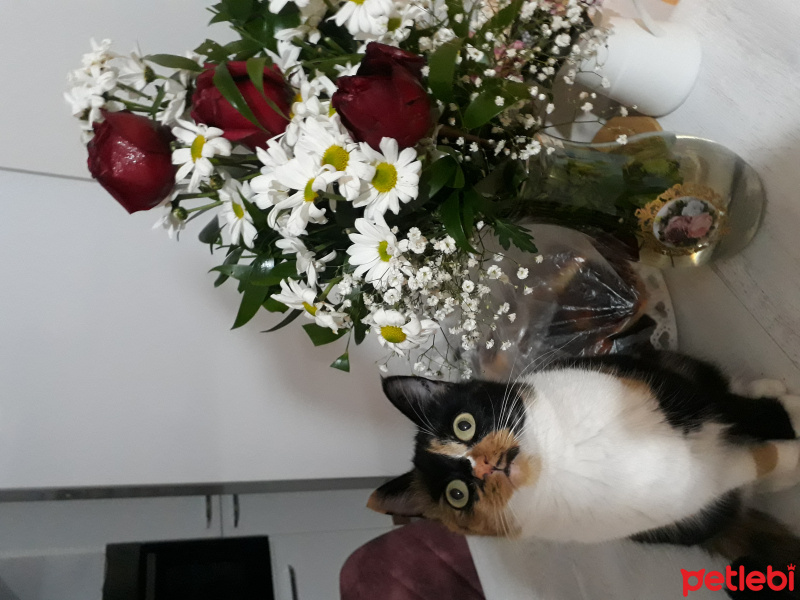 Tekir Kedi, Kedi  minnoş fotoğrafı
