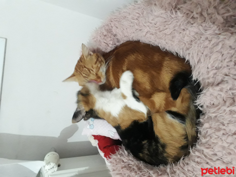 Tekir Kedi, Kedi  minnoş fotoğrafı