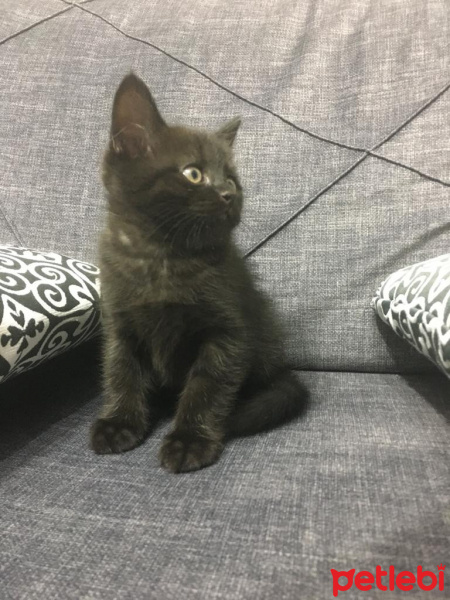 British Shorthair, Kedi  Güneş fotoğrafı