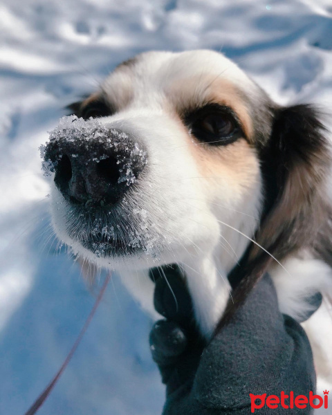 Pappilon, Köpek  Lili fotoğrafı