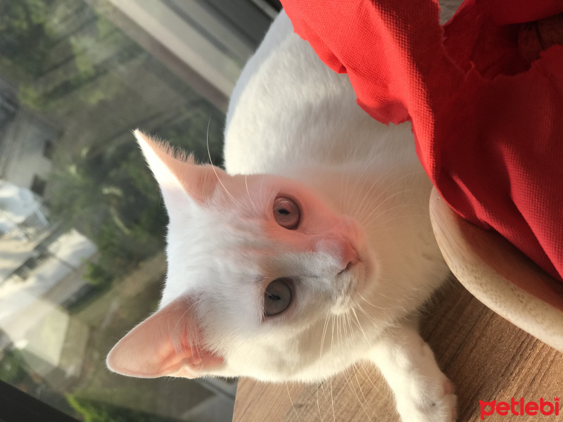 Ankara Kedisi, Kedi  Boncuk fotoğrafı