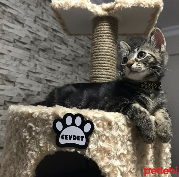 Tekir Kedi, Kedi  Cevdet fotoğrafı