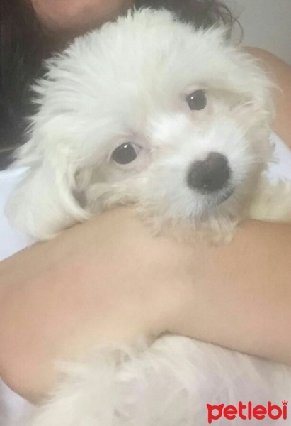 Maltese, Köpek  linda fotoğrafı