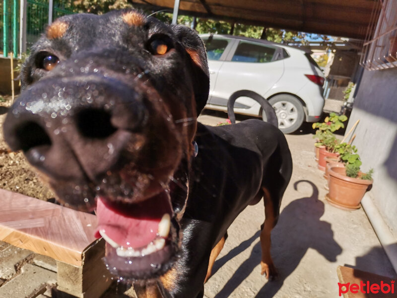 Doberman Pinscher, Köpek  Rex fotoğrafı