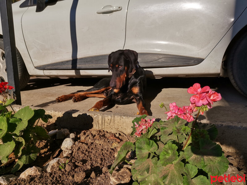 Doberman Pinscher, Köpek  Rex fotoğrafı