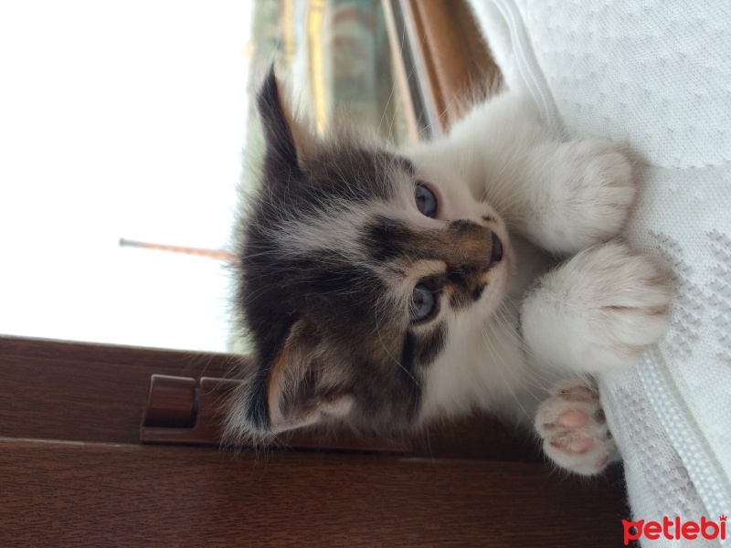 Tekir Kedi, Kedi  Köpük fotoğrafı