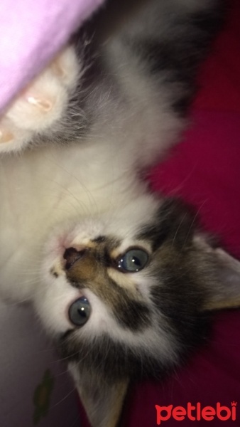 Tekir Kedi, Kedi  Köpük fotoğrafı