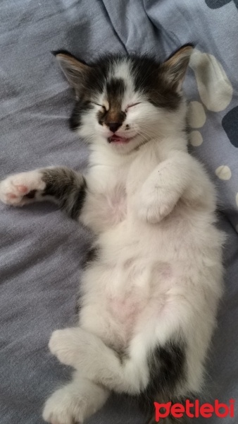 Tekir Kedi, Kedi  Köpük fotoğrafı