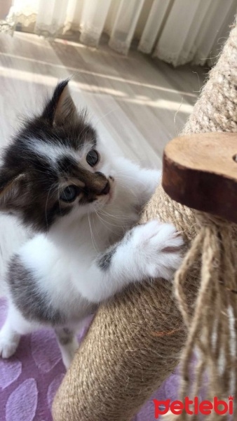 Tekir Kedi, Kedi  Köpük fotoğrafı