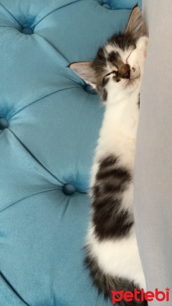 Tekir Kedi, Kedi  Köpük fotoğrafı