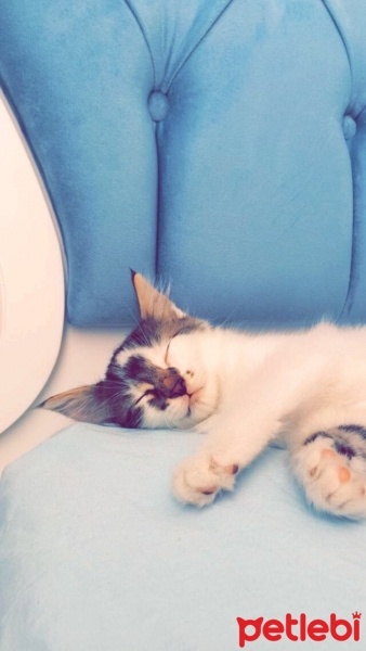 Tekir Kedi, Kedi  Köpük fotoğrafı