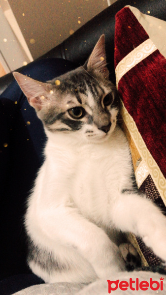 Tekir Kedi, Kedi  paşa fotoğrafı