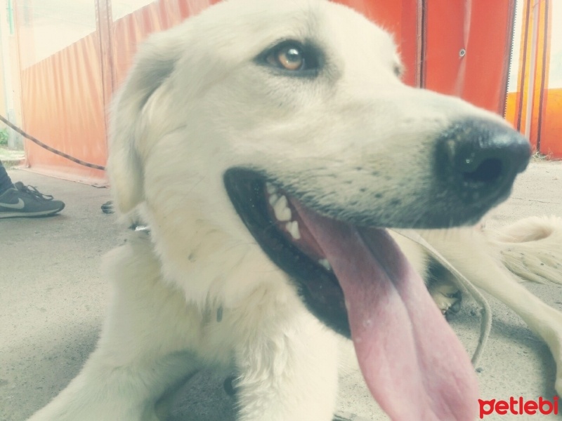 Akbaş, Köpek  Pofuk fotoğrafı