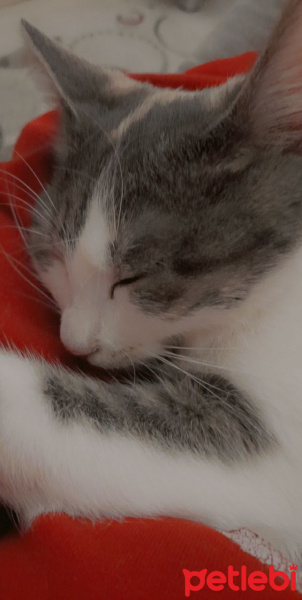 Tekir Kedi, Kedi  Pamuk fotoğrafı