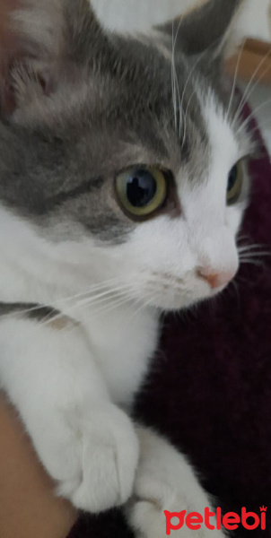 Tekir Kedi, Kedi  Pamuk fotoğrafı