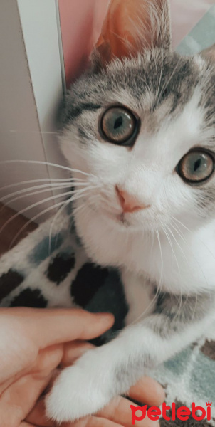 Tekir Kedi, Kedi  Pamuk fotoğrafı