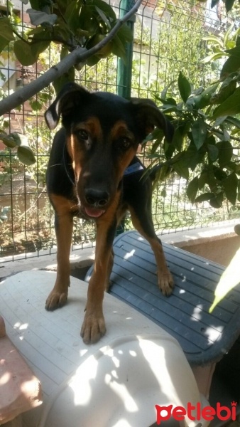 Rottweiler, Köpek  korsan fotoğrafı