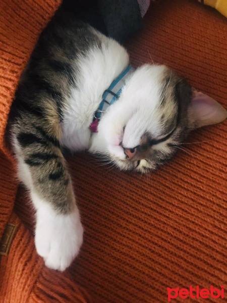 Tekir Kedi, Kedi  Zeytin fotoğrafı