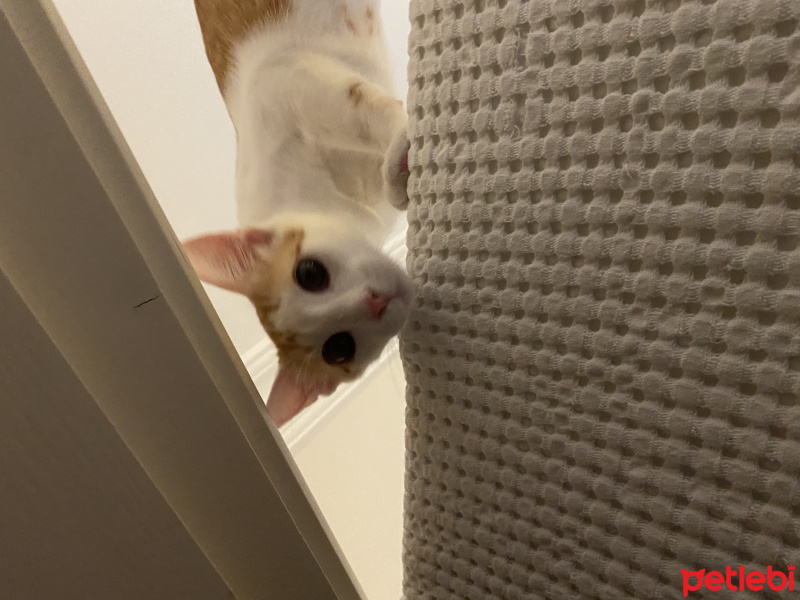 Sarman, Kedi  Sherlock fotoğrafı