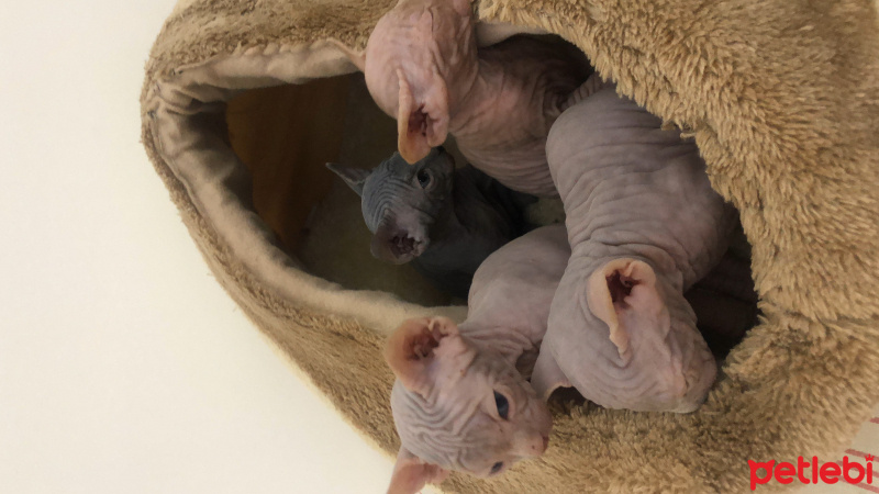 Sphynx, Kedi  Yavrucuklar fotoğrafı