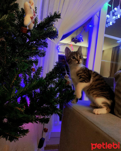 Tekir Kedi, Kedi  Foca fotoğrafı