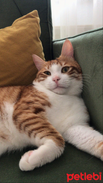 Sarman, Kedi  Behlül fotoğrafı