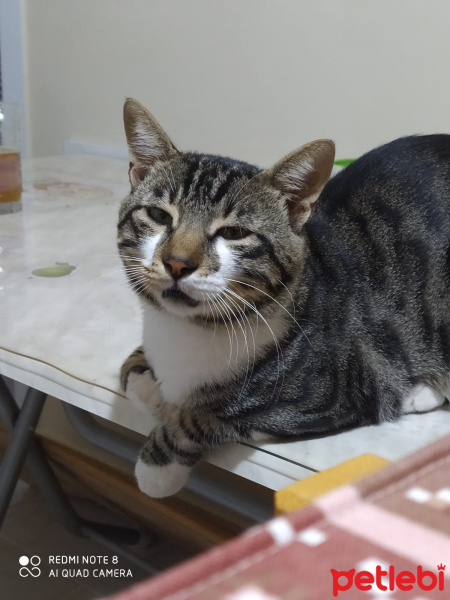 Tekir Kedi, Kedi  ROMEO fotoğrafı