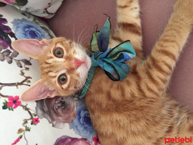 Sarman, Kedi  paşa fotoğrafı