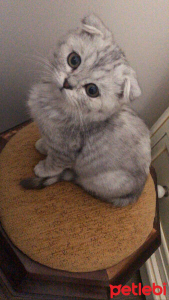 Scottish Fold, Kedi  Leo fotoğrafı