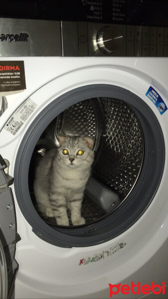 Scottish Fold, Kedi  Leo fotoğrafı