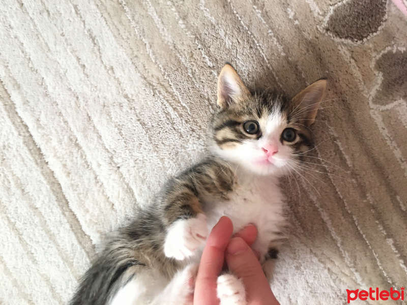 Tekir Kedi, Kedi  4 yavru fotoğrafı