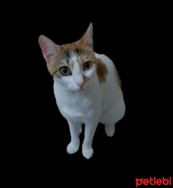 Tekir Kedi, Kedi  Themis fotoğrafı